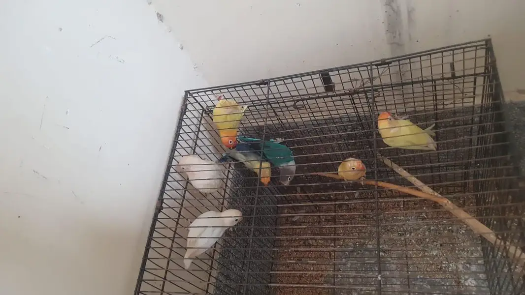 8 portion cage size 4 / 1.5 / 1.5+love birds and boxes+blue ring neck — photo 4