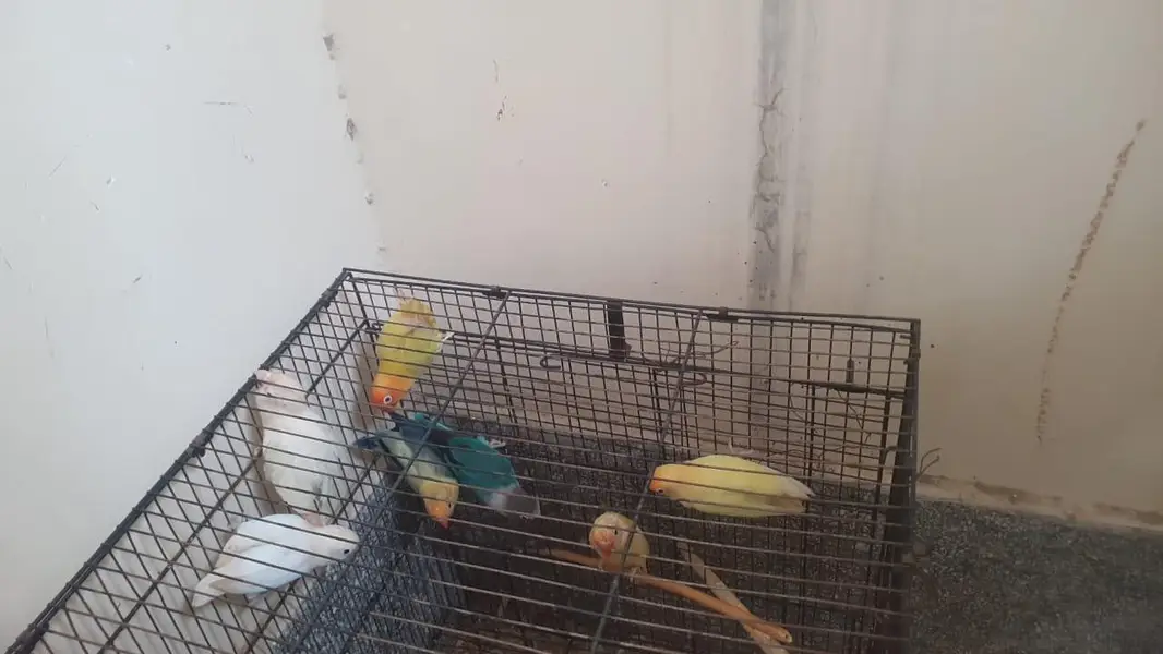 8 portion cage size 4 / 1.5 / 1.5+love birds and boxes+blue ring neck — photo 5