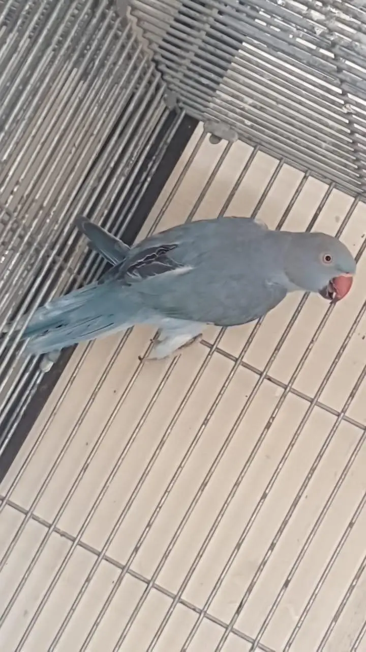 8 portion cage size 4 / 1.5 / 1.5+love birds and boxes+blue ring neck — photo 10