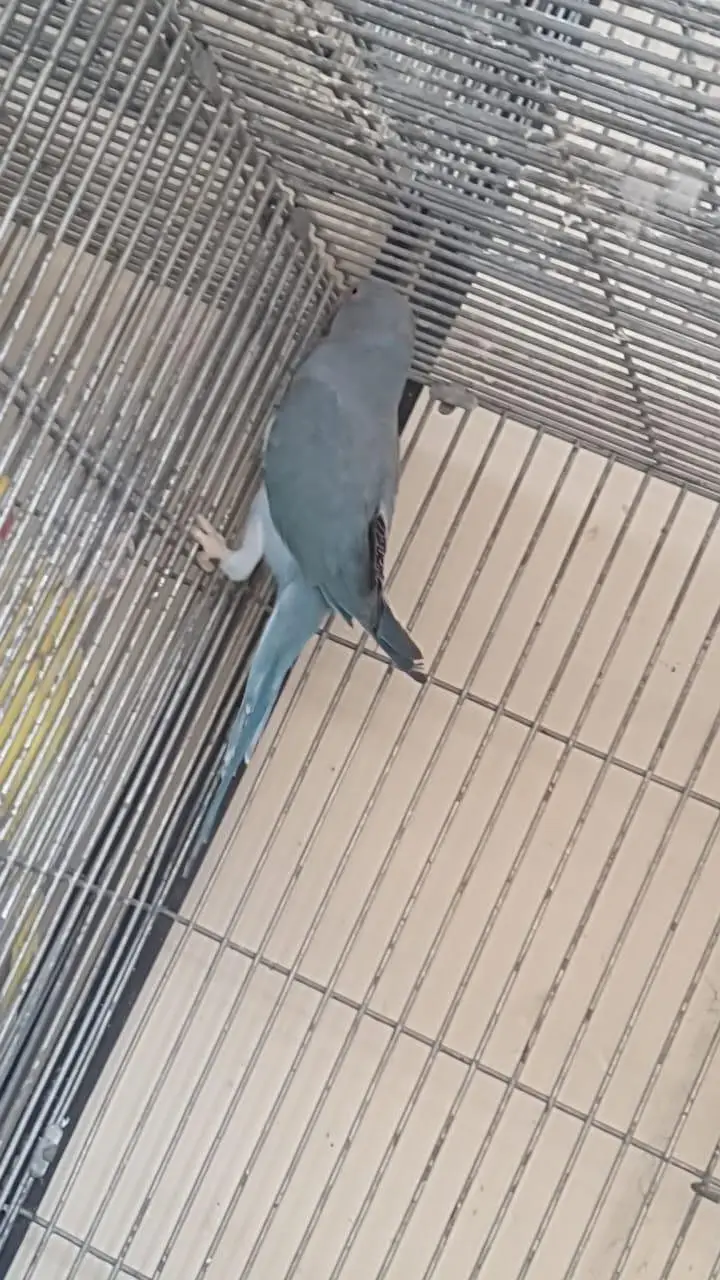 8 portion cage size 4 / 1.5 / 1.5+love birds and boxes+blue ring neck — photo 12