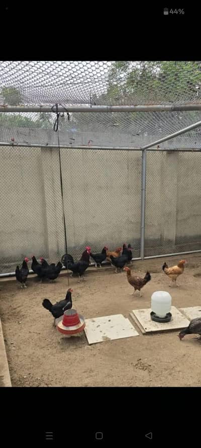 5 Australorp And 1 Desi Murghi High Quality Eggs Laying Hens for sale.
