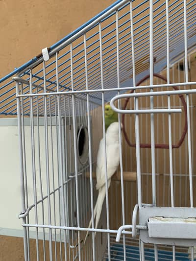 Budgies with Cage for Sale – Lahore