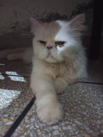 cat for sale