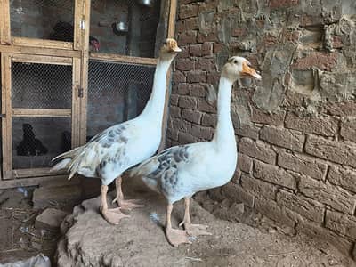 big ducks for sale 03484646295