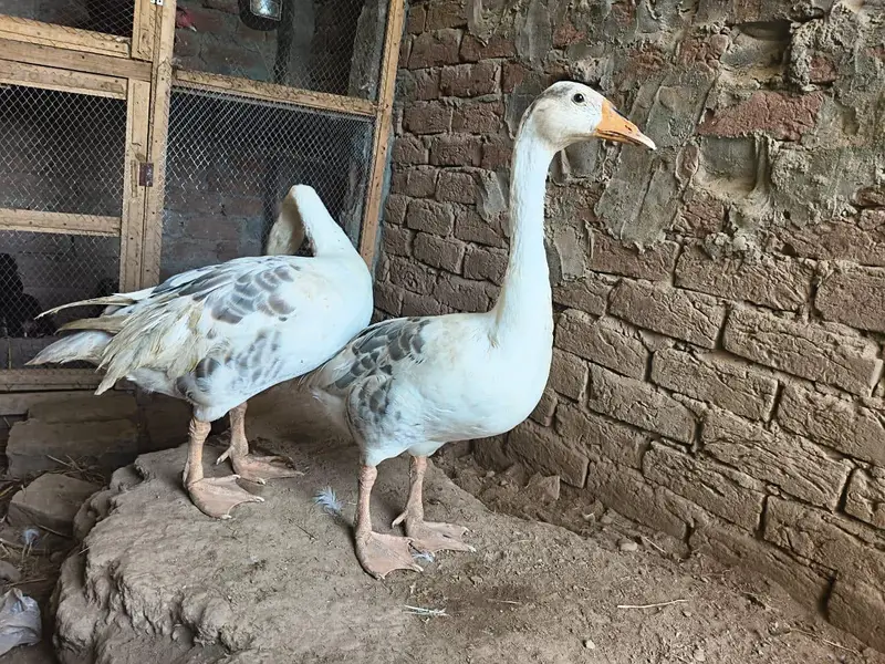 big ducks for sale 03484646295 — photo 2