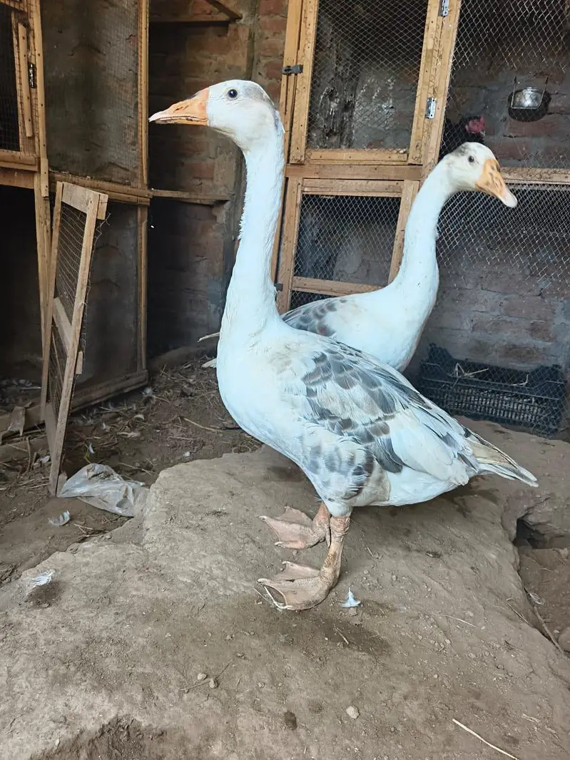 big ducks for sale 03484646295 — photo 3
