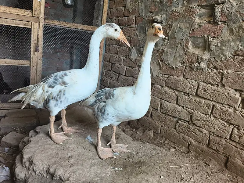 big ducks for sale 03484646295 — photo 4