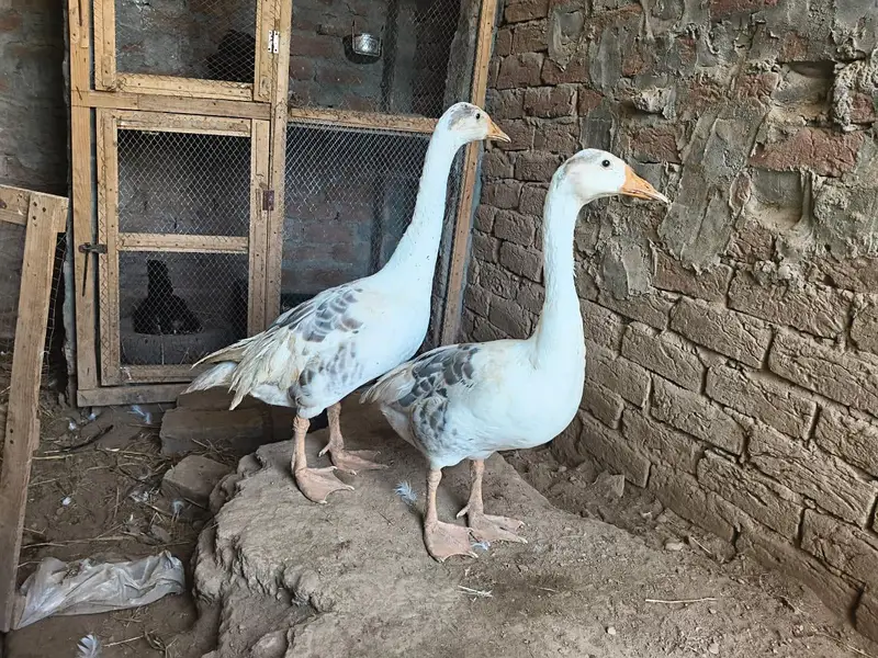 big ducks for sale 03484646295 — photo 5