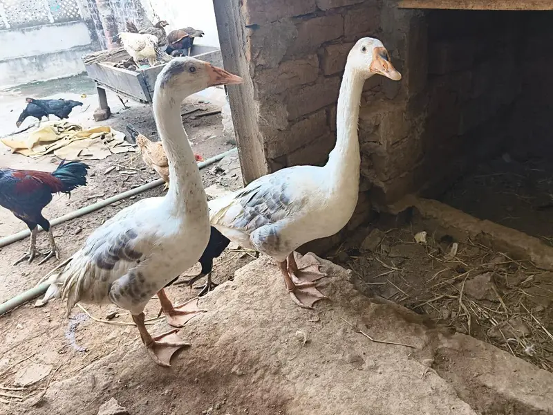 big ducks for sale 03484646295 — photo 6
