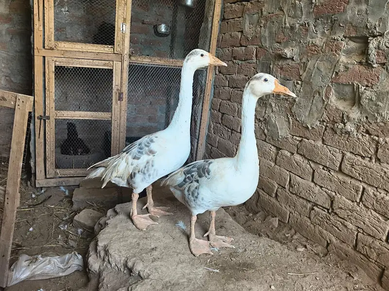 big ducks for sale 03484646295 — photo 7