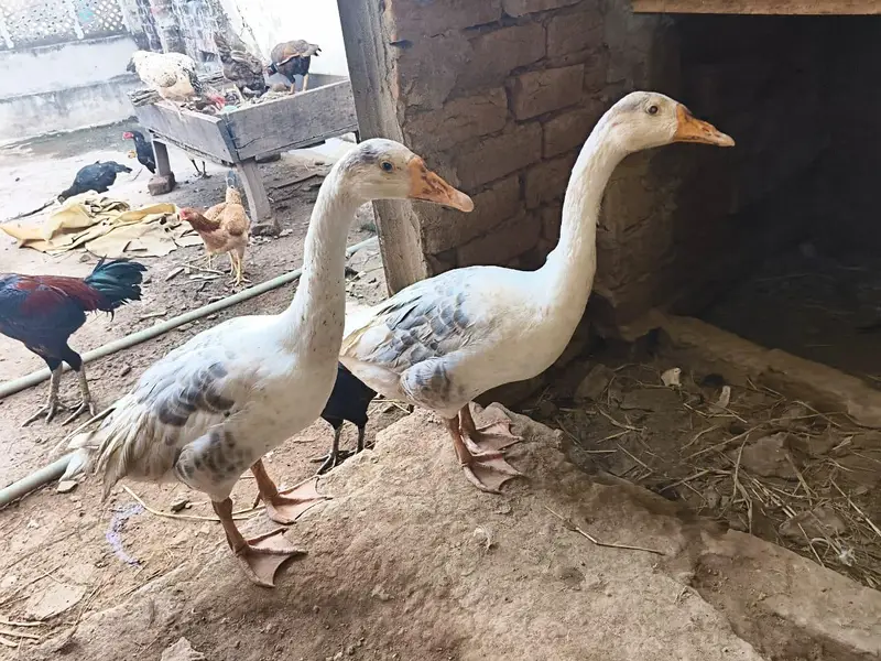 big ducks for sale 03484646295 — photo 8