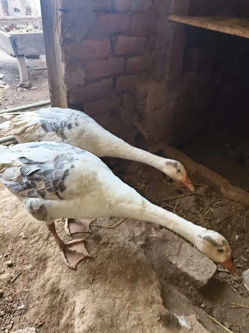 big ducks for sale 03484646295 — photo 9