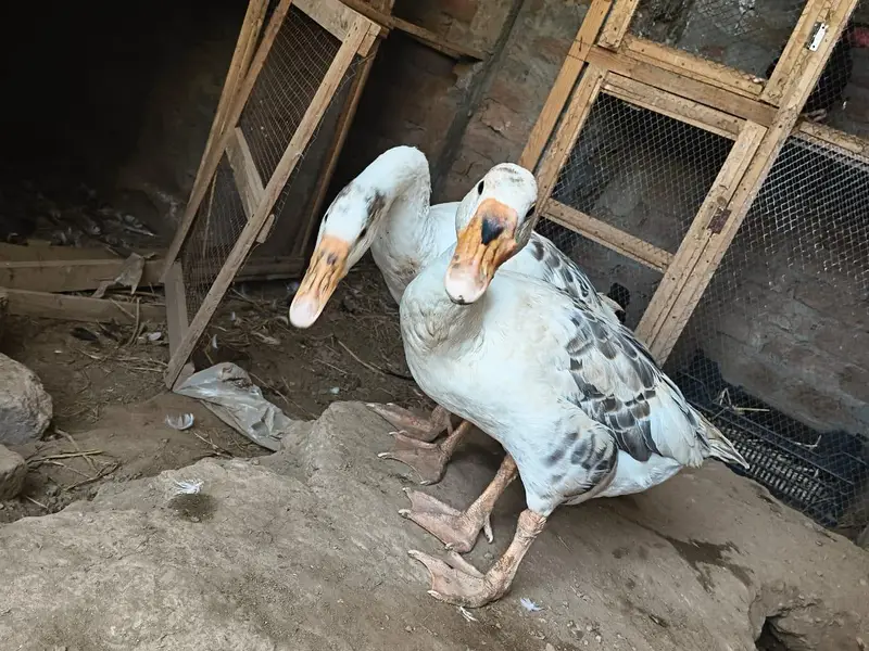 big ducks for sale 03484646295 — photo 11