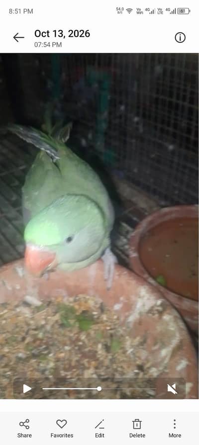 raw parrots