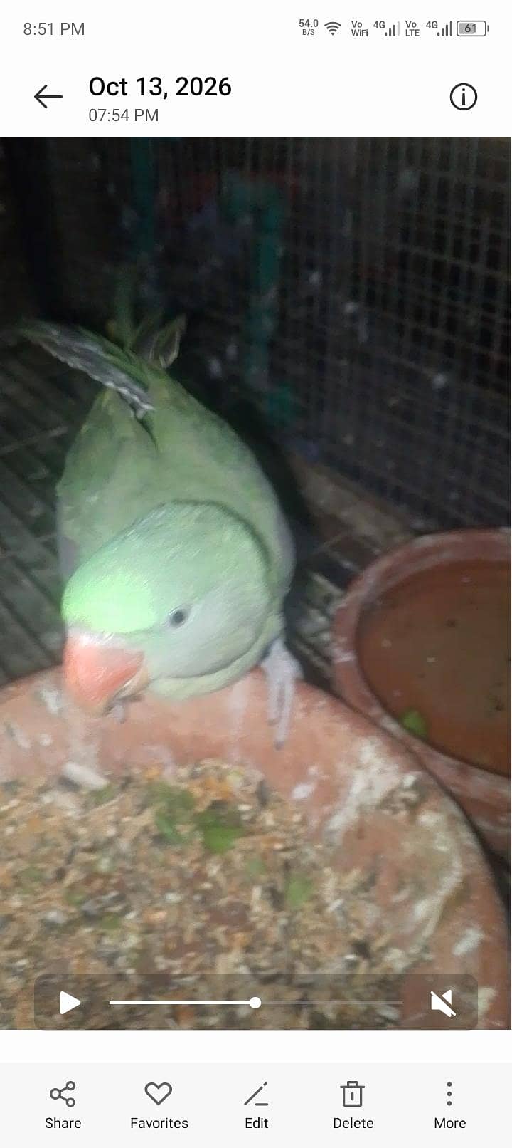 raw parrots 0
