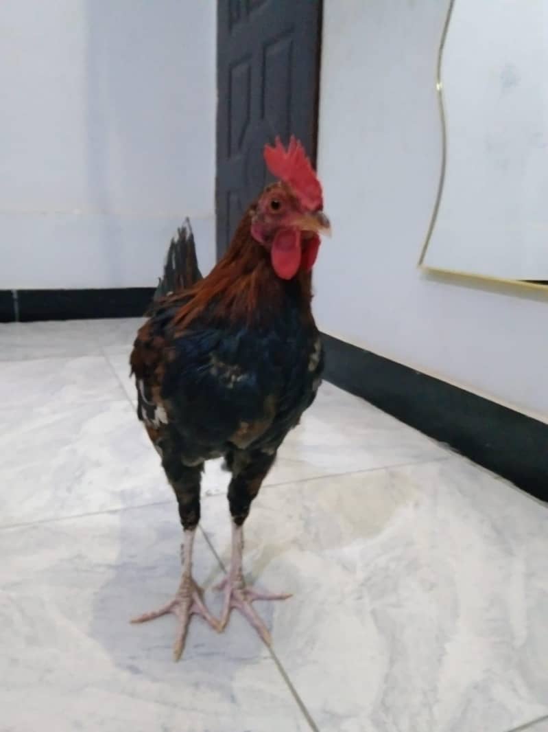 murghy Roasters 3