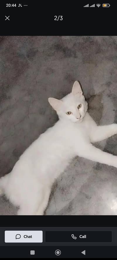 cat for sale