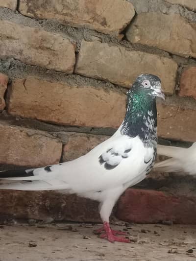 high quality bird