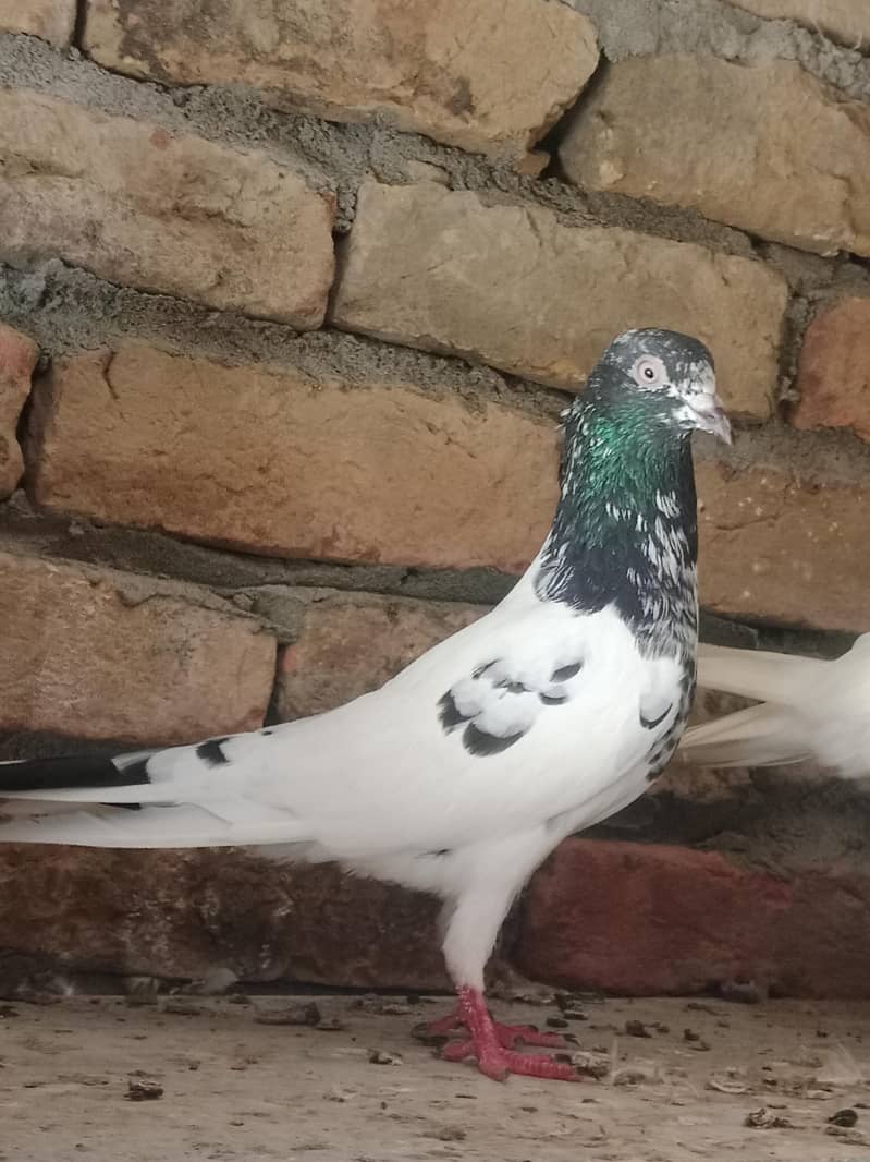 high quality bird 0