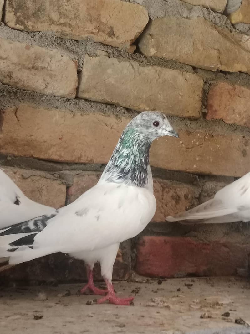high quality bird 1