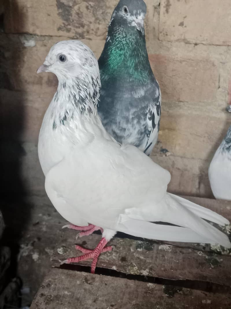 high quality bird 2