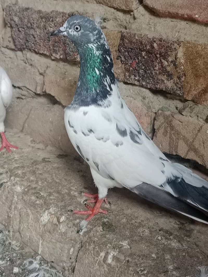 high quality bird 3