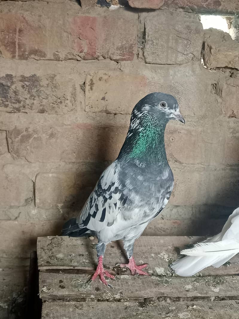 high quality bird 4