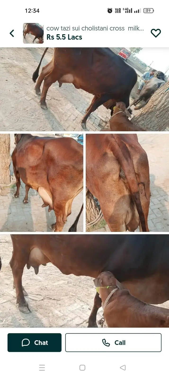 tazi sue cow ala nasal ki. . rabta 03460561534.