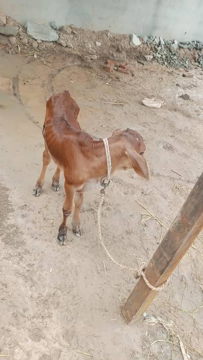 tazi sue cow ala nasal ki. . rabta 03460561534. tazi sue buffalo b hain