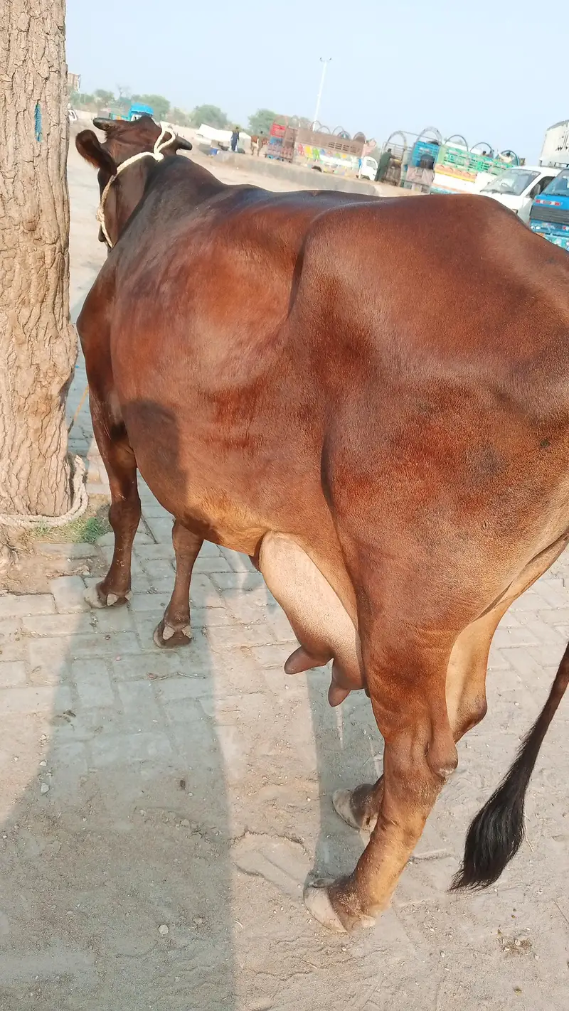 tazi sue cow ala nasal ki. . rabta 03460561534. — photo 3
