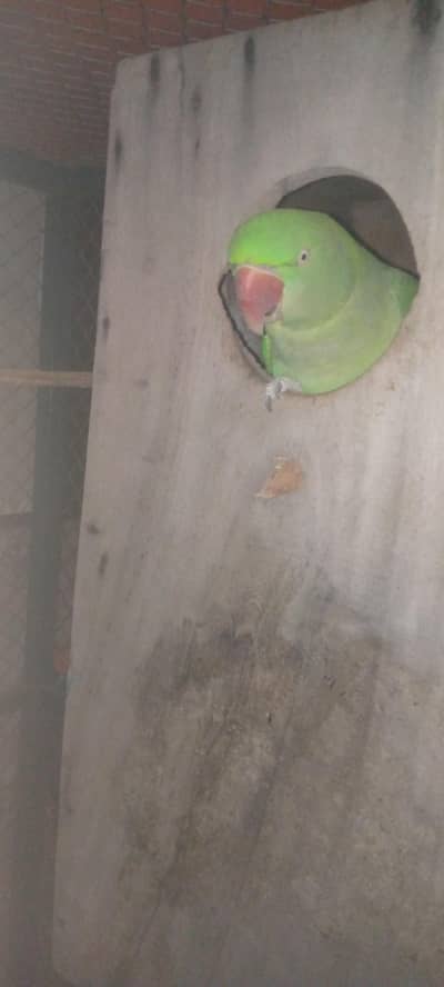 100%breeder pair