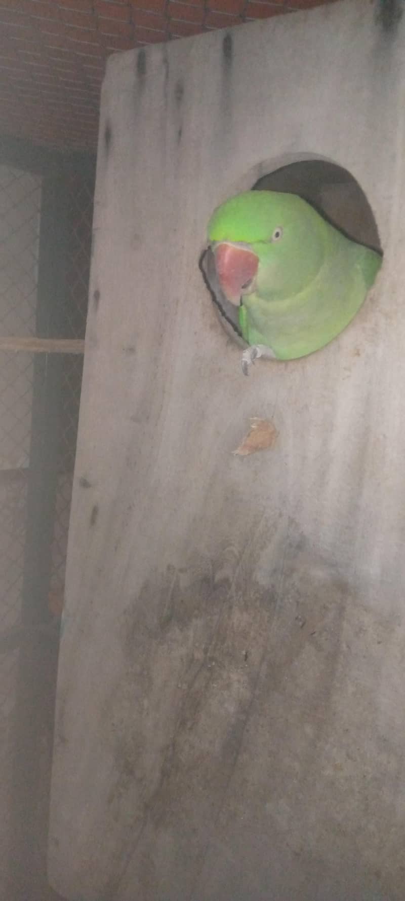 100%breeder pair 0