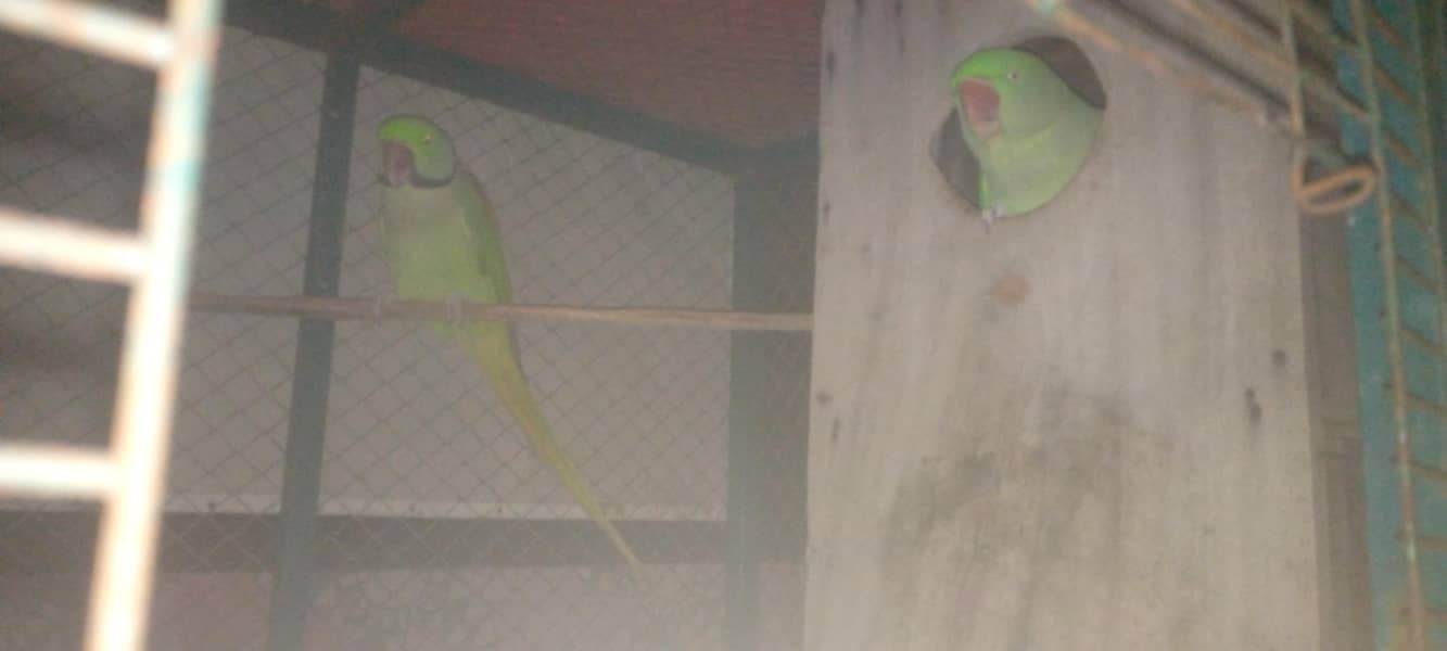 100%breeder pair 2