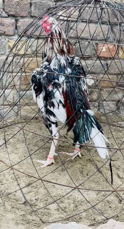 Cheena lasani one eye breeder white nok nali saf ankh