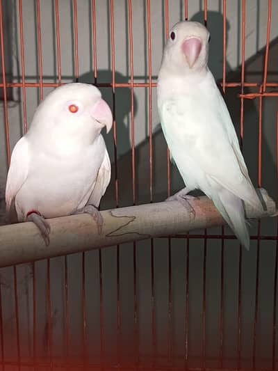 albino pair for sale