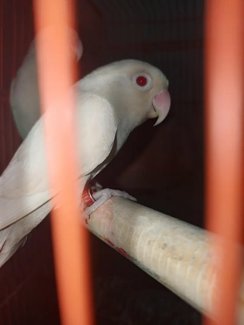 albino pair for sale — photo 2