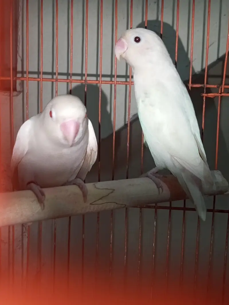 albino pair for sale — photo 3