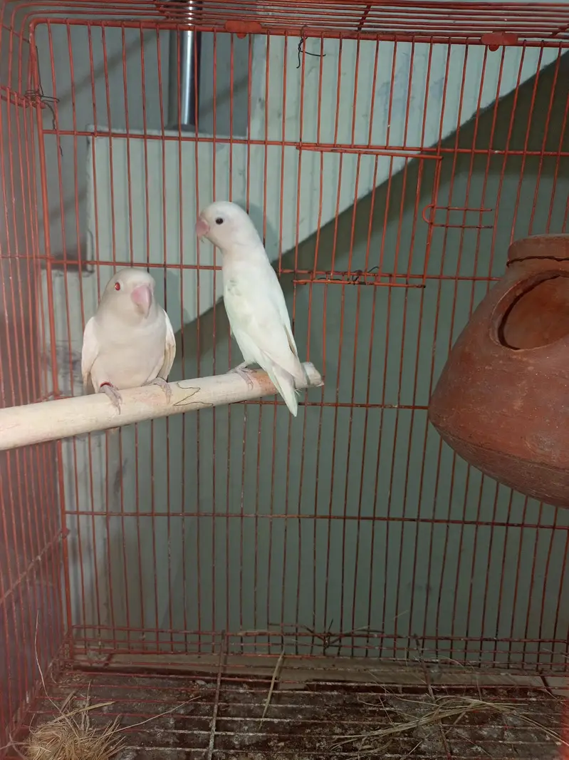 albino pair for sale — photo 4