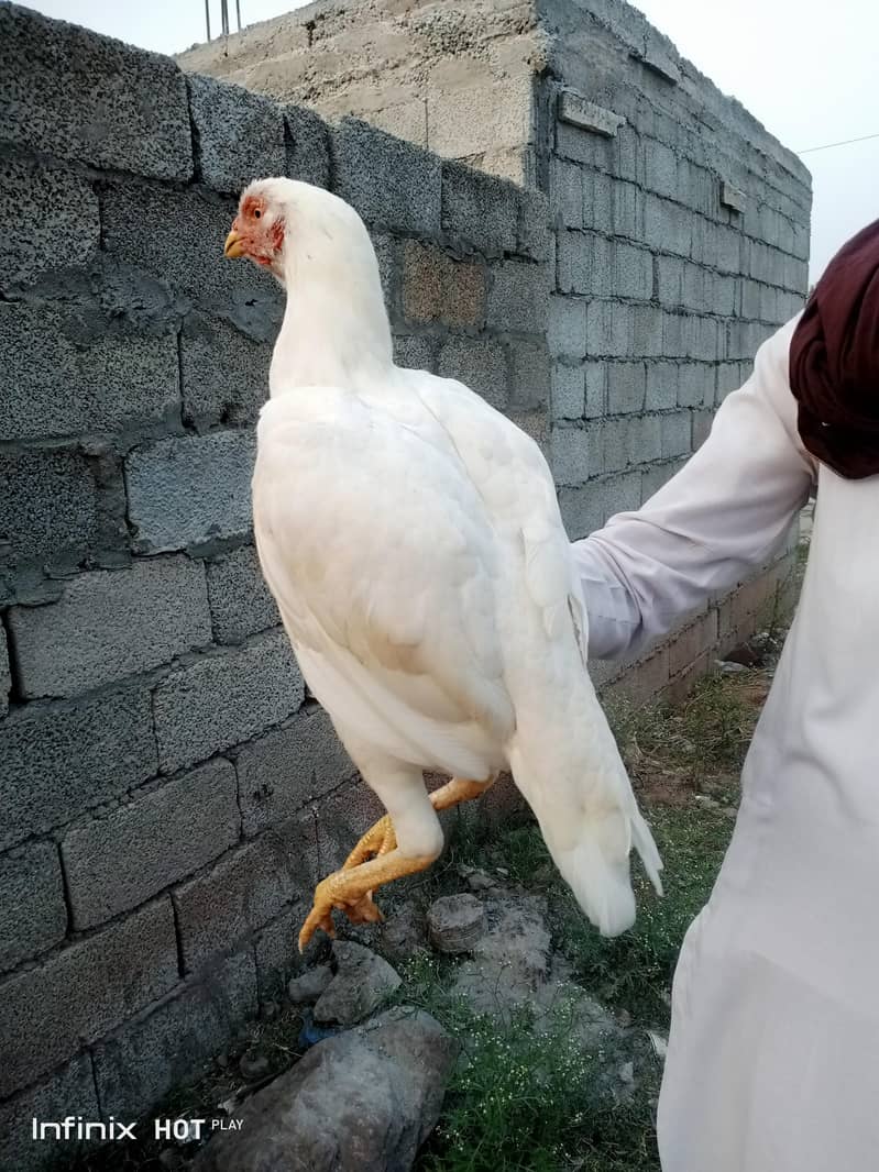 white hen 0