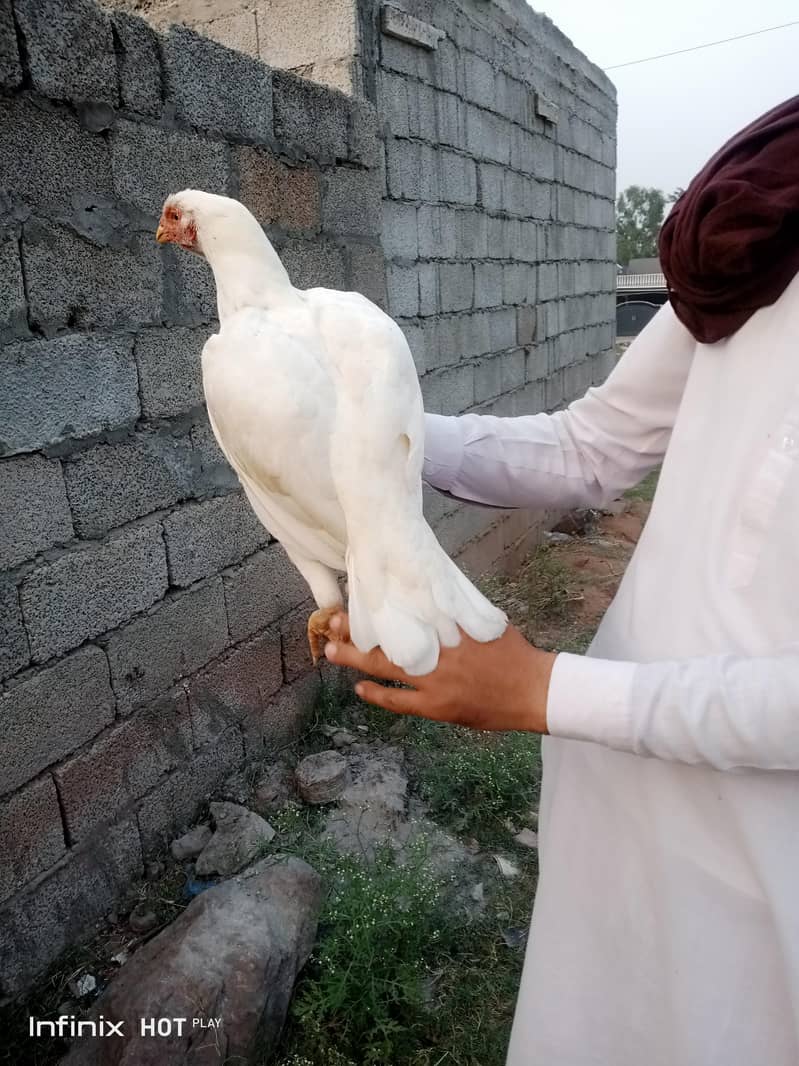 white hen 1