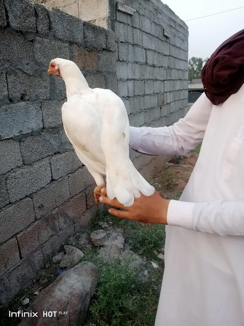 white hen — photo 2