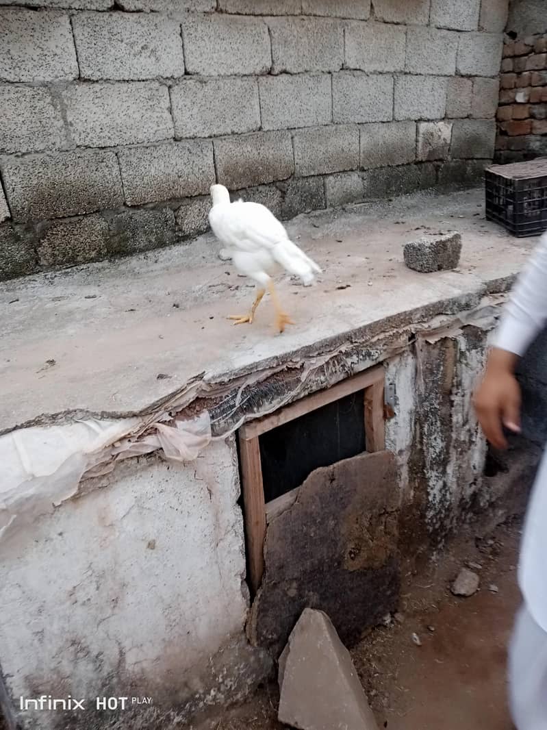 white hen 2
