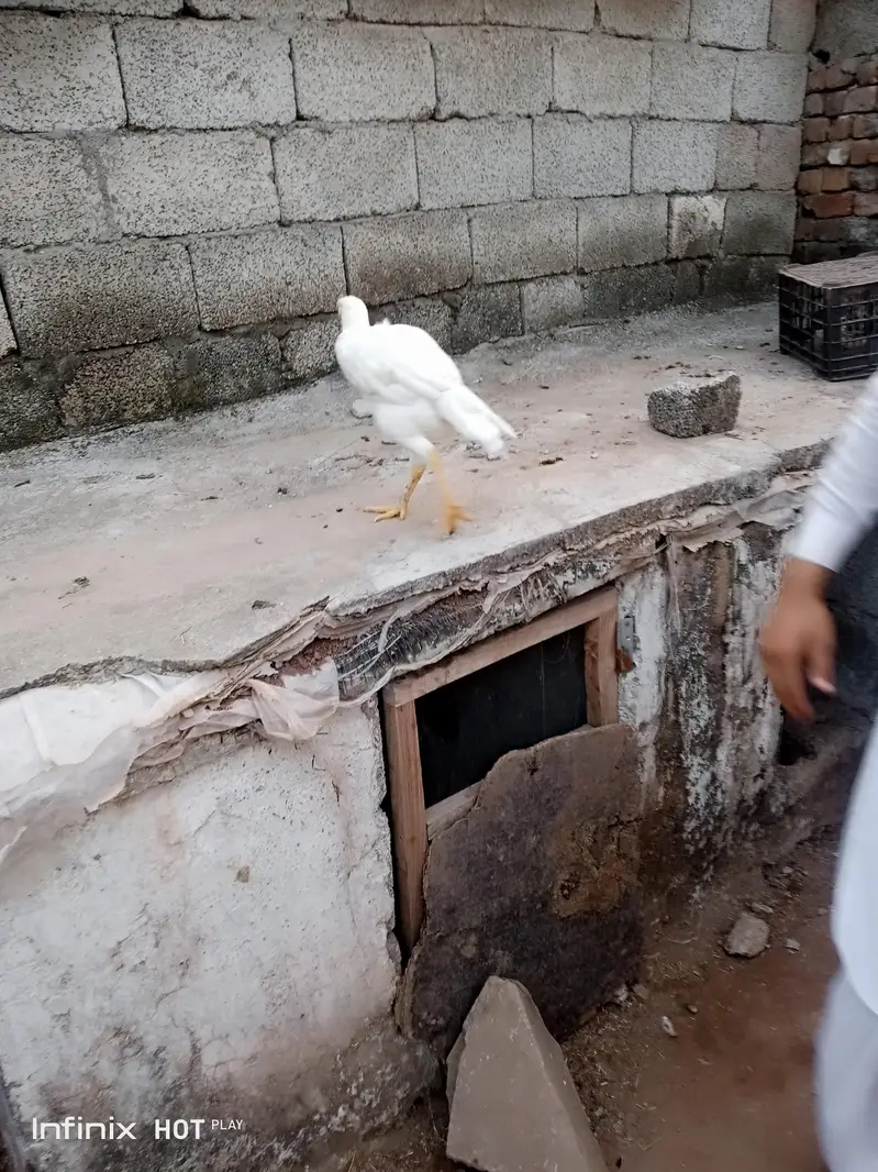 white hen — photo 3