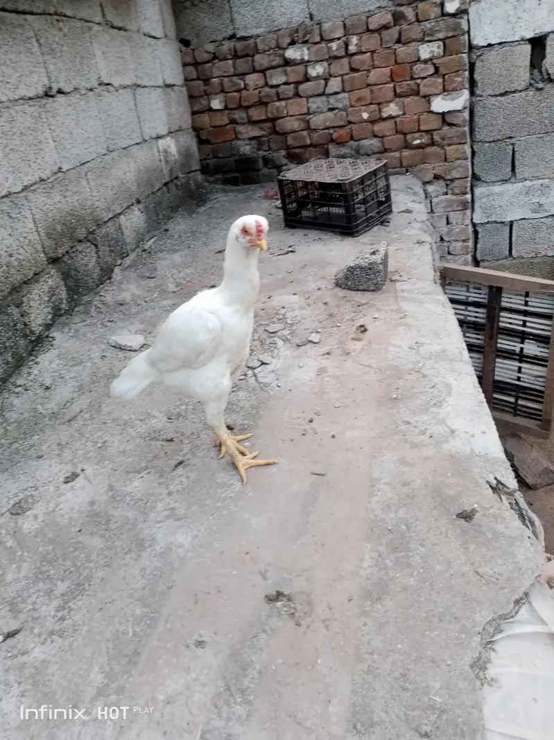 white hen — photo 4