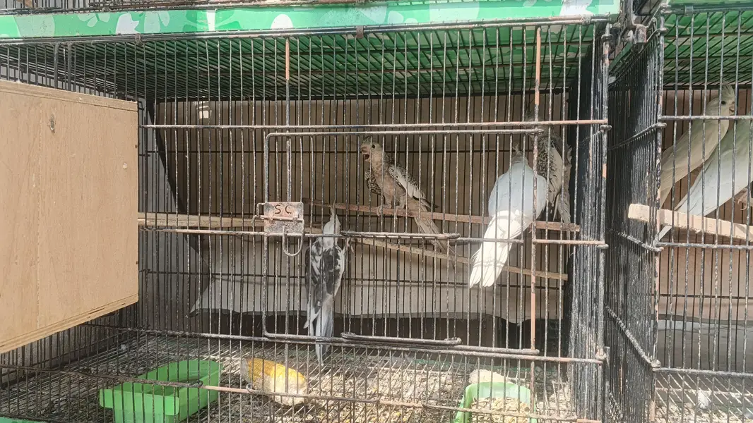 Cocktail Piar and Pathe for sale — photo 12