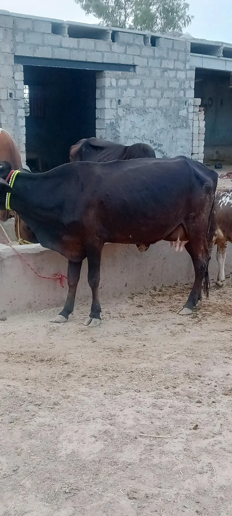 tazi sue cow ala nasal ki. . rabta 03460561534. — photo 6