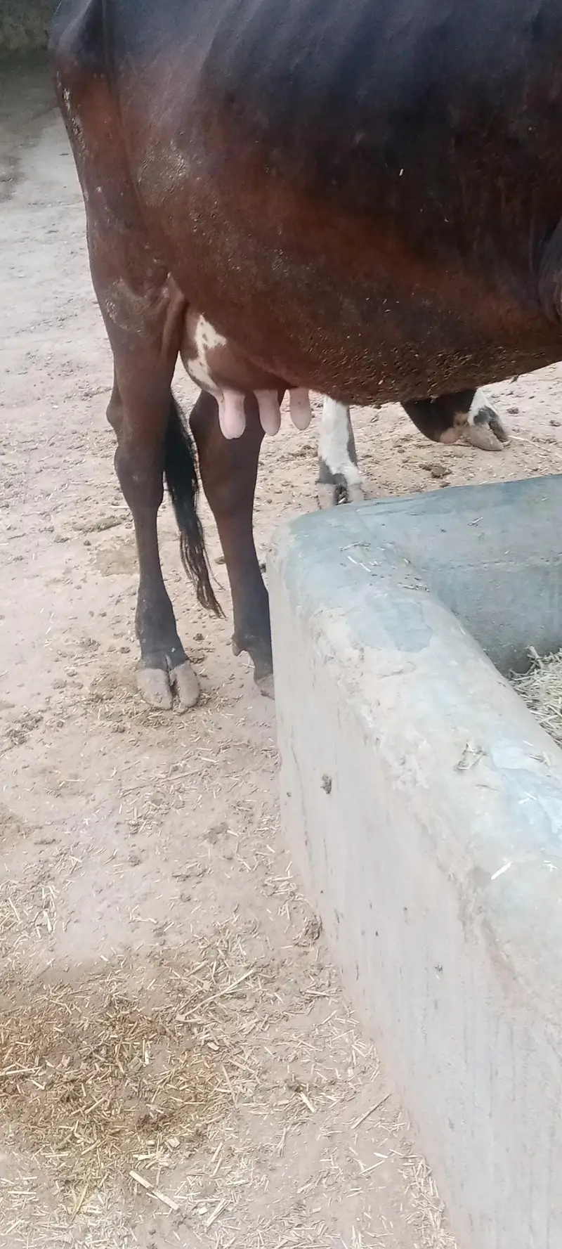 tazi sue cow ala nasal ki. . rabta 03460561534. — photo 7