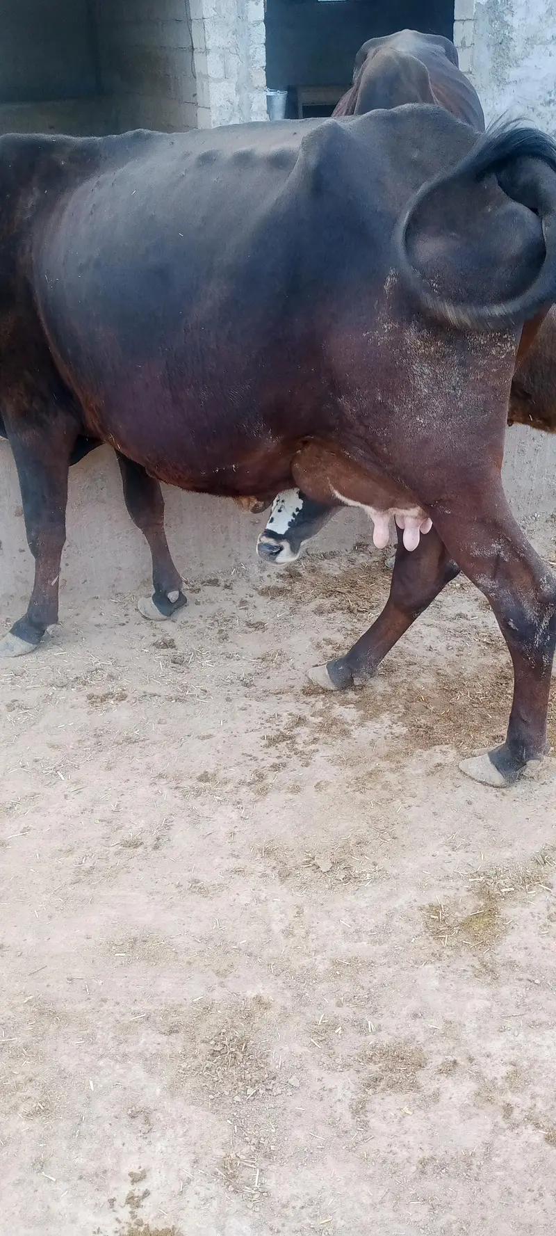tazi sue cow ala nasal ki. . rabta 03460561534. — photo 8