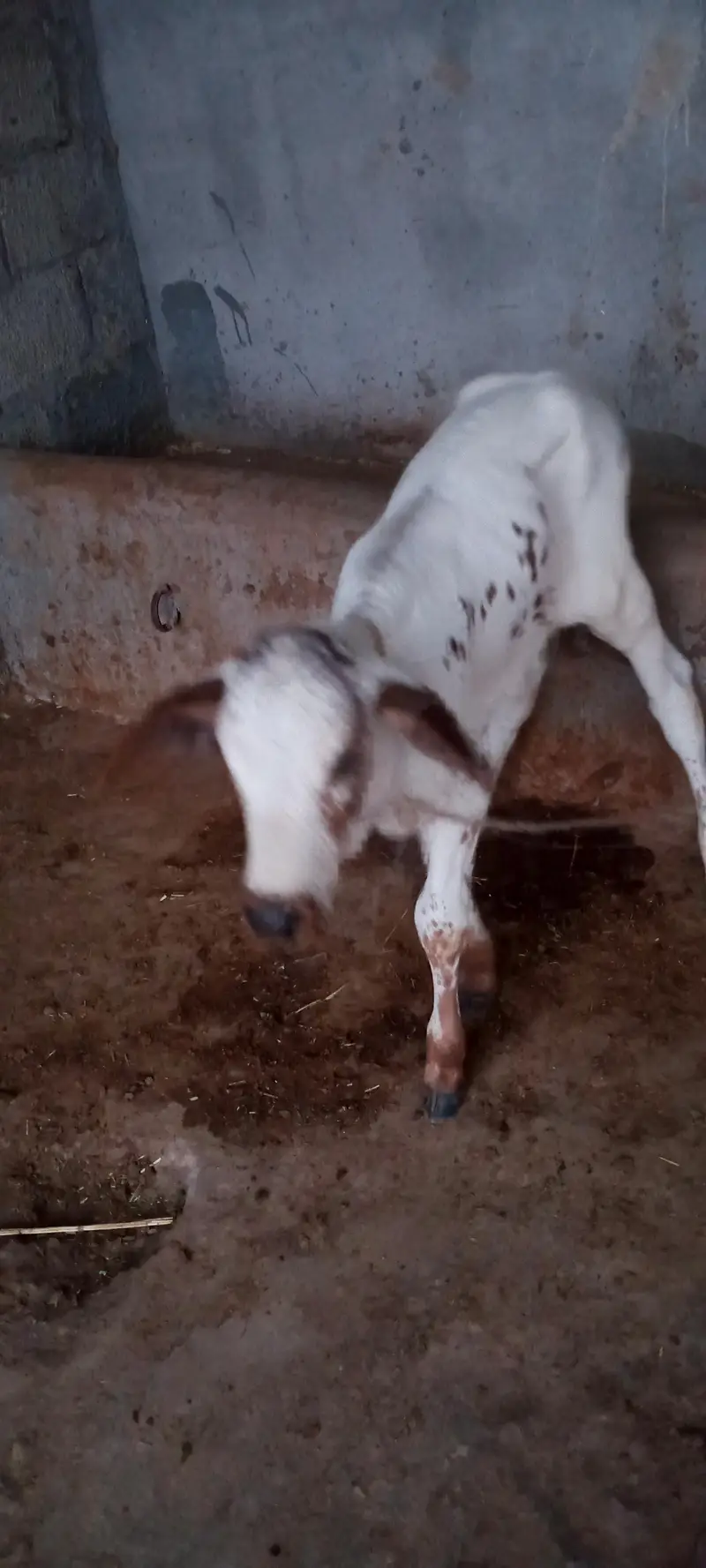 tazi sue cow ala nasal ki. . rabta 03460561534. — photo 9