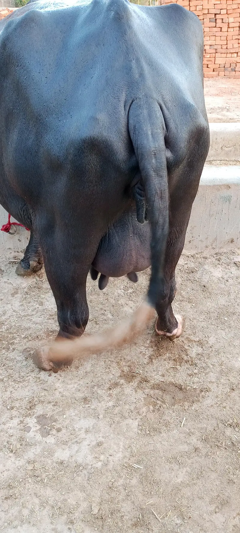 tazi sue cow ala nasal ki. . rabta 03460561534. — photo 11
